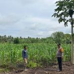 Bhabinkamtibmas Desa Air Tawar Dampingi Petani Jagung, Dukung Ketahanan Pangan Nasional