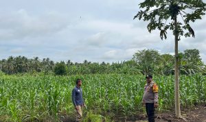 Bhabinkamtibmas Desa Air Tawar Dampingi Petani Jagung, Dukung Ketahanan Pangan Nasional