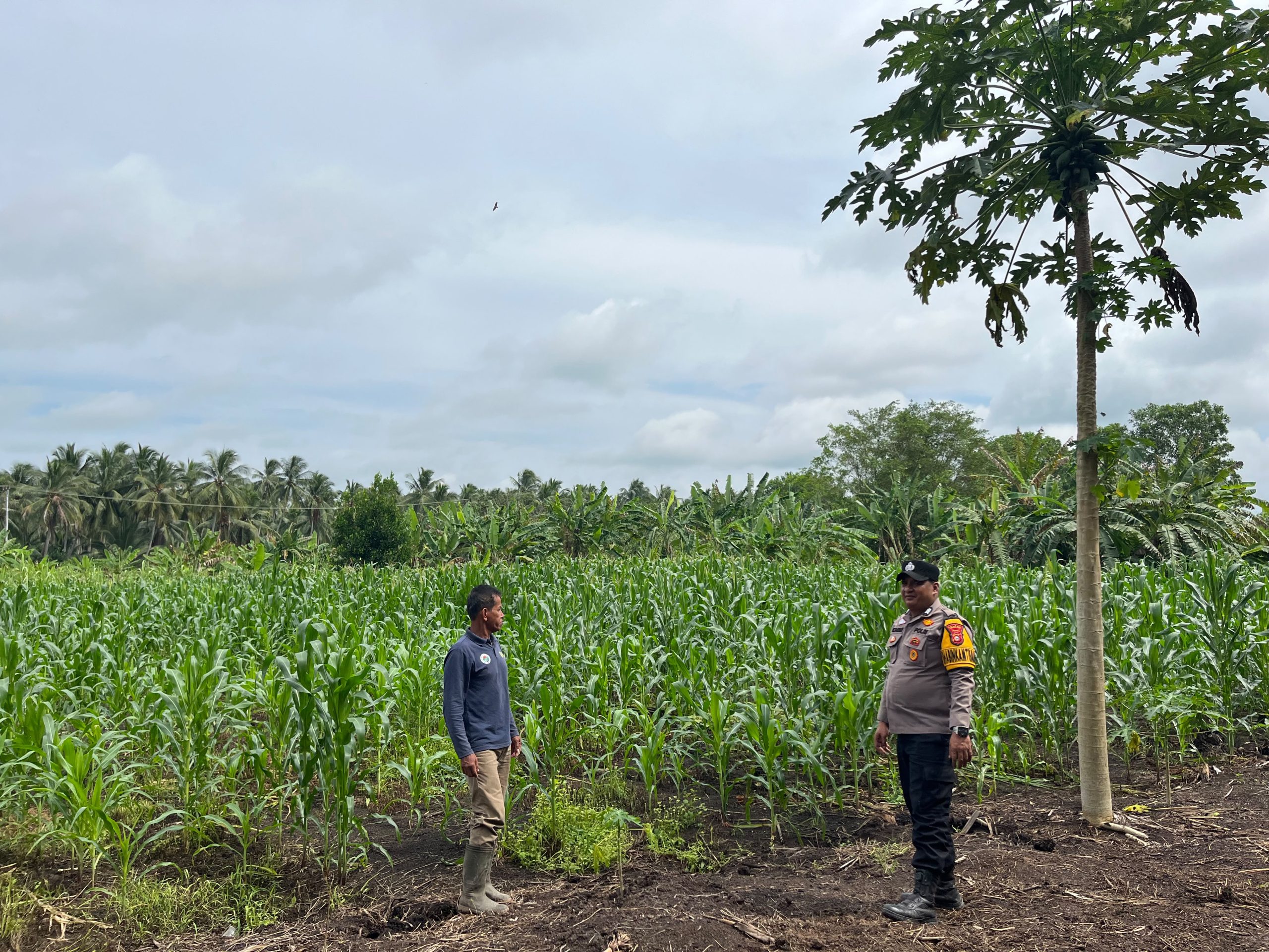 Bhabinkamtibmas Desa Air Tawar Dampingi Petani Jagung, Dukung Ketahanan Pangan Nasional